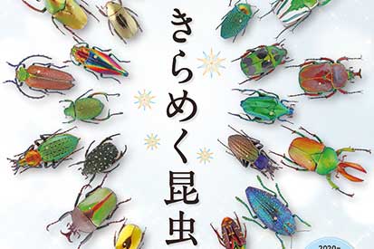 昆虫の色彩美！箕面公園昆虫館で『もっときらめく昆虫展』開催中