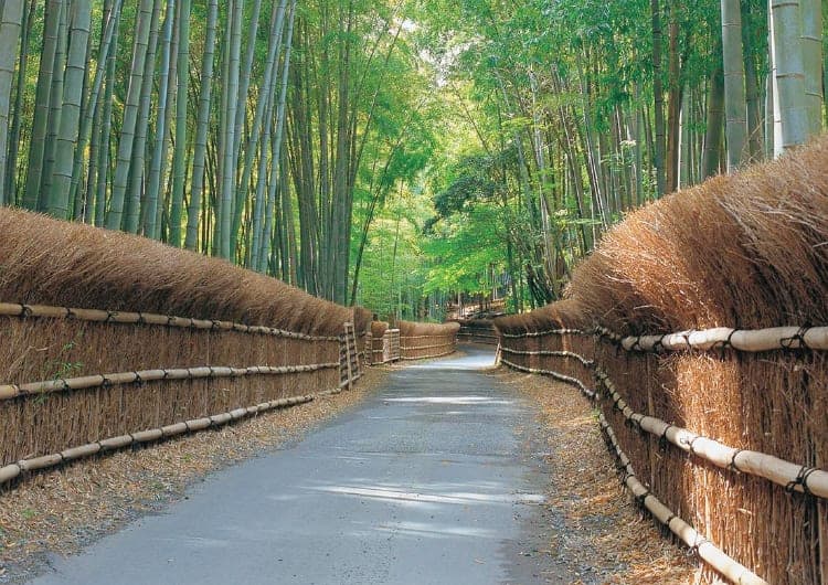 京都・長岡京跡と竹の径をめぐるウォーキングイベント、11月21日（土）開催