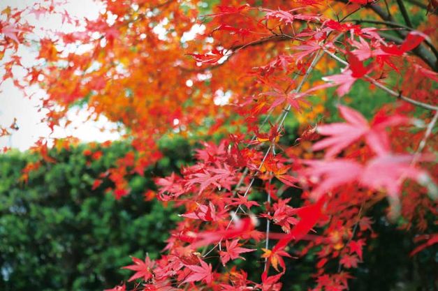 真っ赤なモミジ