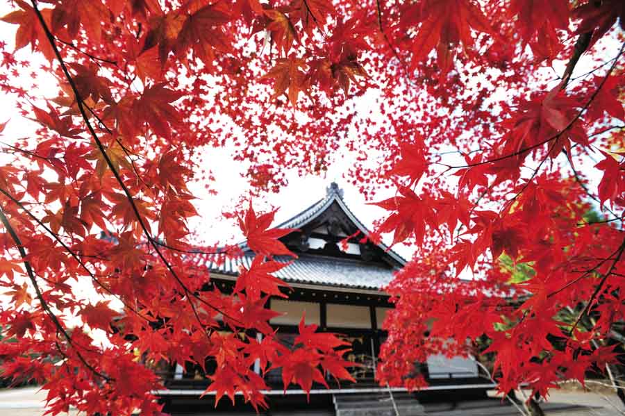 もみじ越しの真如堂本堂