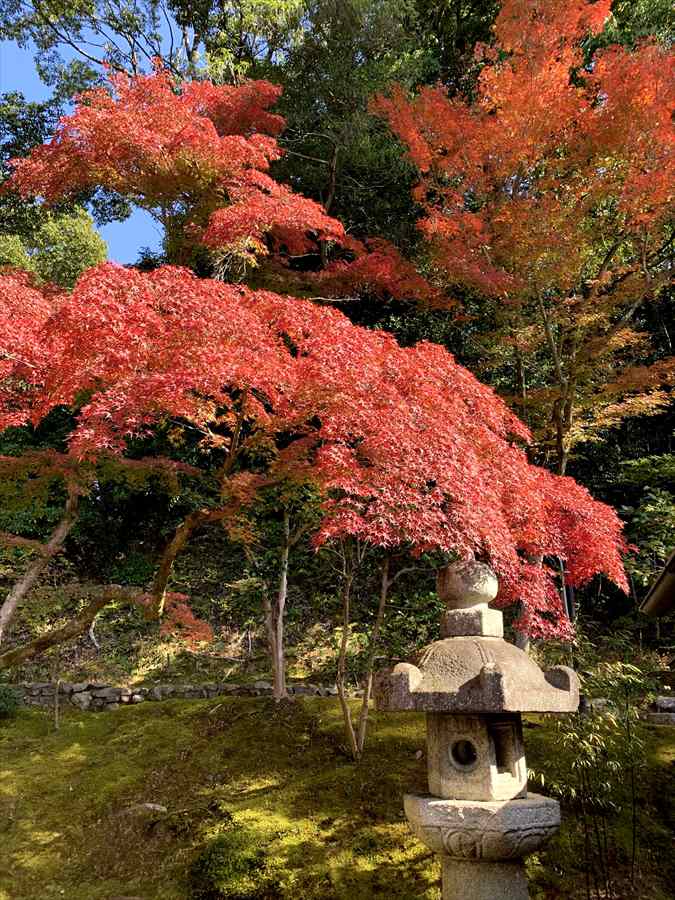 金戒光明寺の紅葉と灯篭