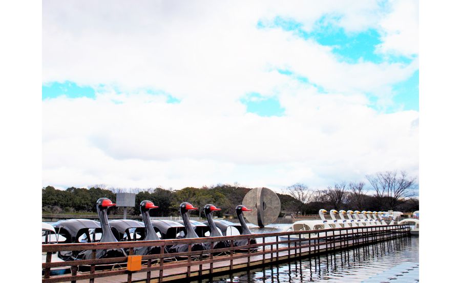 ブラックかホワイト？スワンボート