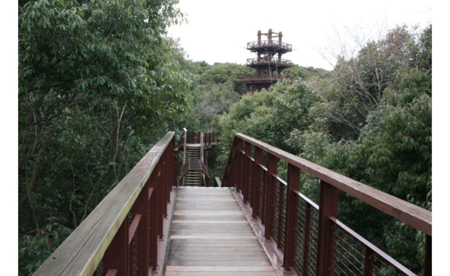 森の生態や大きさを観察できるソラード