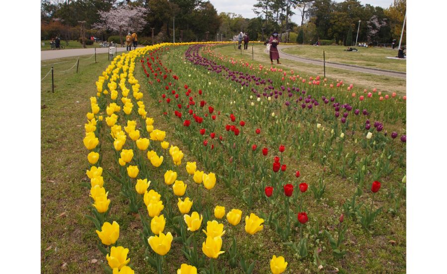 服部緑地のシンボル円形花壇のチューリップ