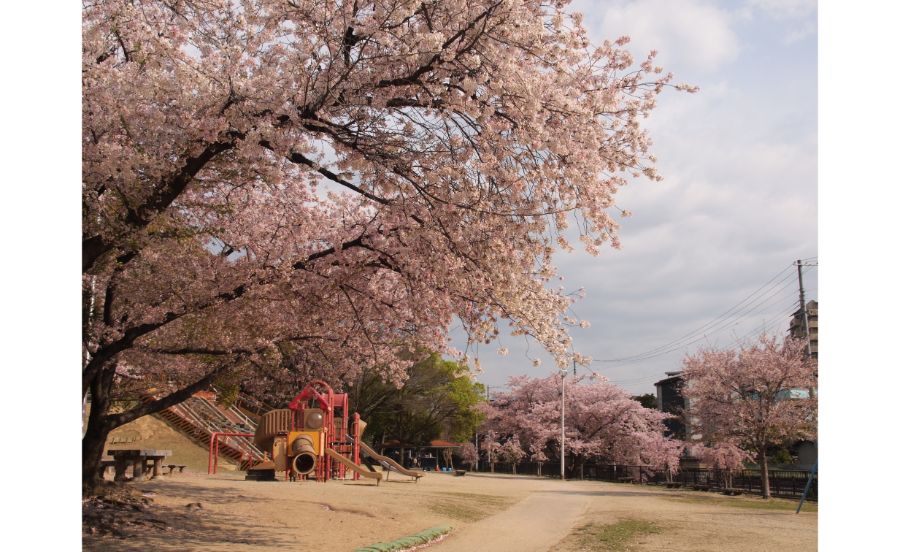 桜に囲まれるいなり山児童遊戯場