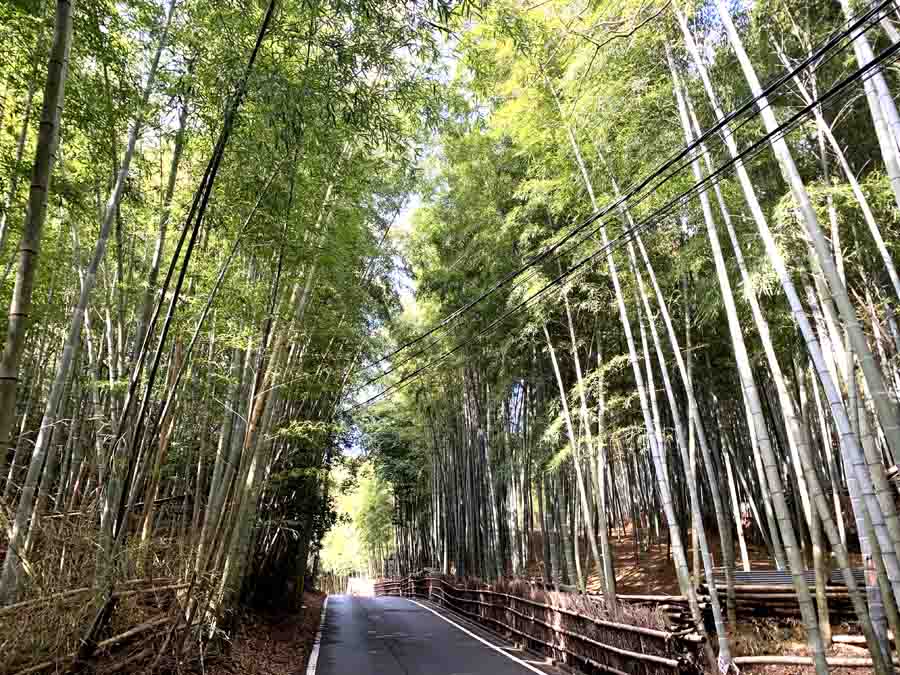 竹林が続く柳谷観音までの参道