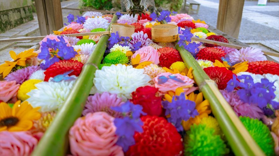【兵庫・大阪・京都】関西の花手水（はなちょうず）スポット。一度は訪ねてみたいところ12選