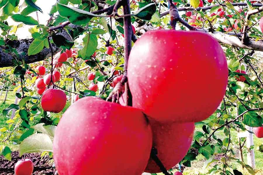 Ｓポイント（2019年進呈分）がまもなく失効、ポイント払いや景品交換で利用しよう！