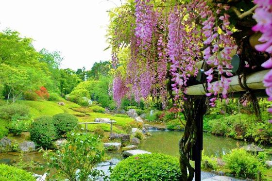 庭園に咲くフジ