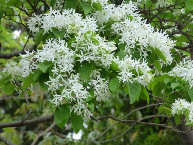 白い花を付けたナンジャモンジャ