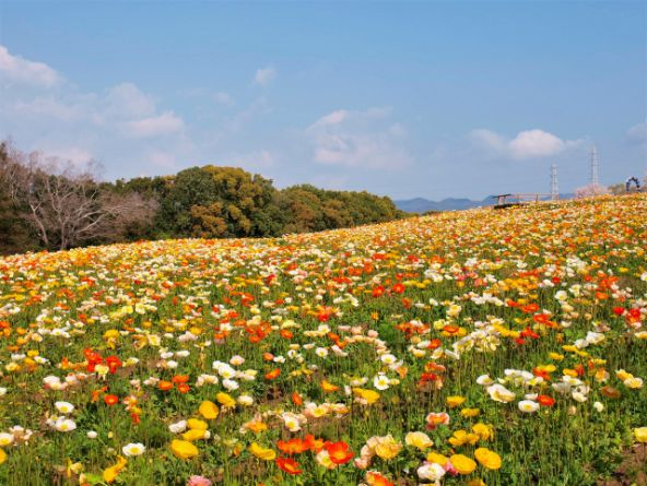 ポピーが一面に広がる万博公園