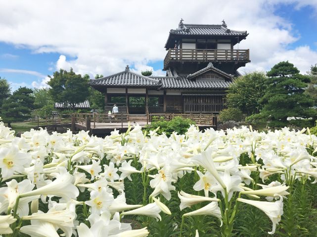 池田城跡公園のユリとやぐら風展望舎