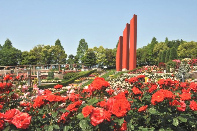 一面バラが咲いた荒牧バラ公園