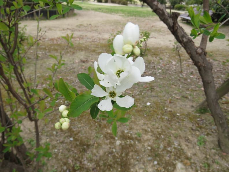 白い花をつけたリキュウバイ