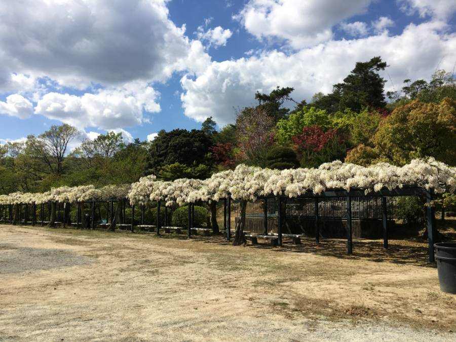連なるフジの花