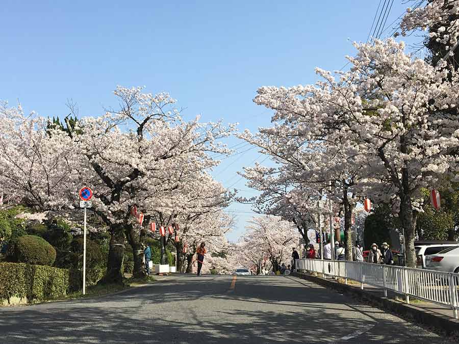 五月山公園の桜