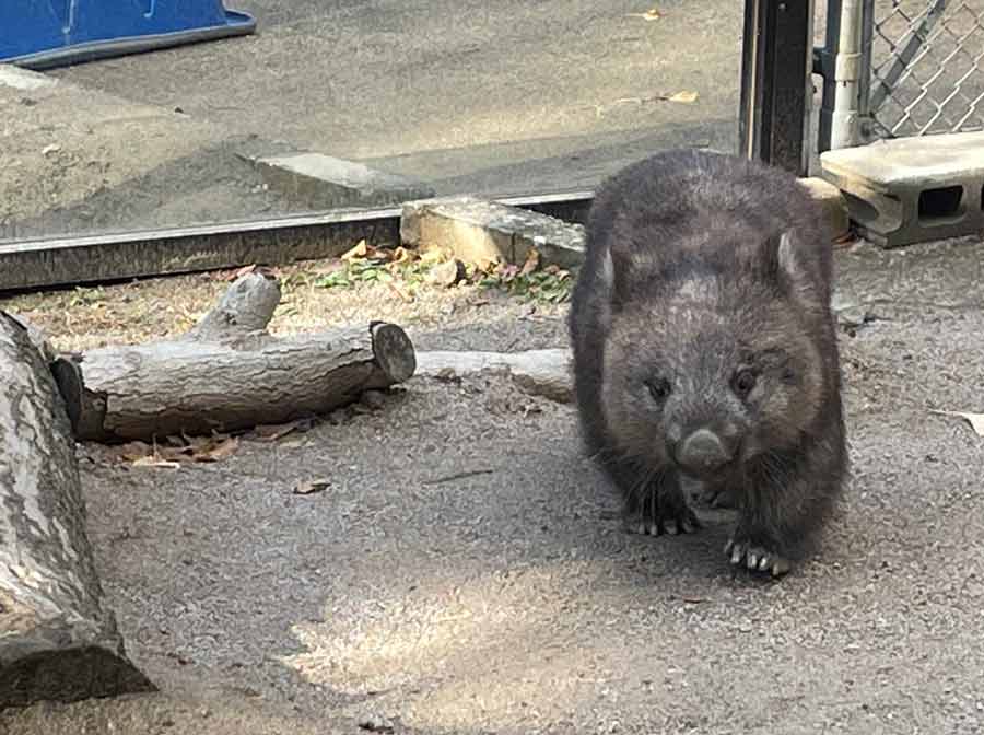 池田の五月山動物園・五月山公園の【駐車場・アクセス】を徹底調査！