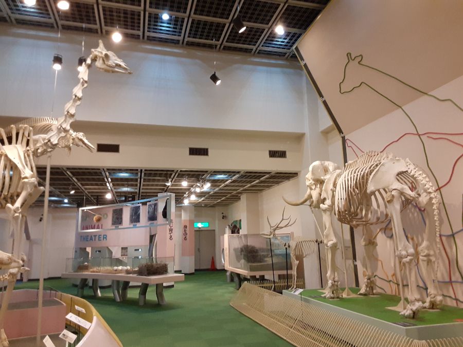 動物科学資料館の展示