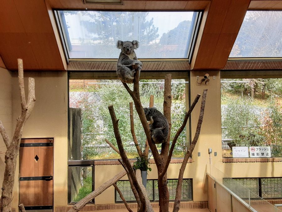 木に登るコアラ