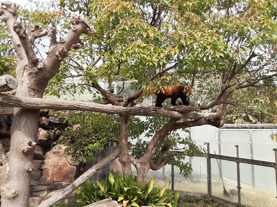 レッサーパンダ