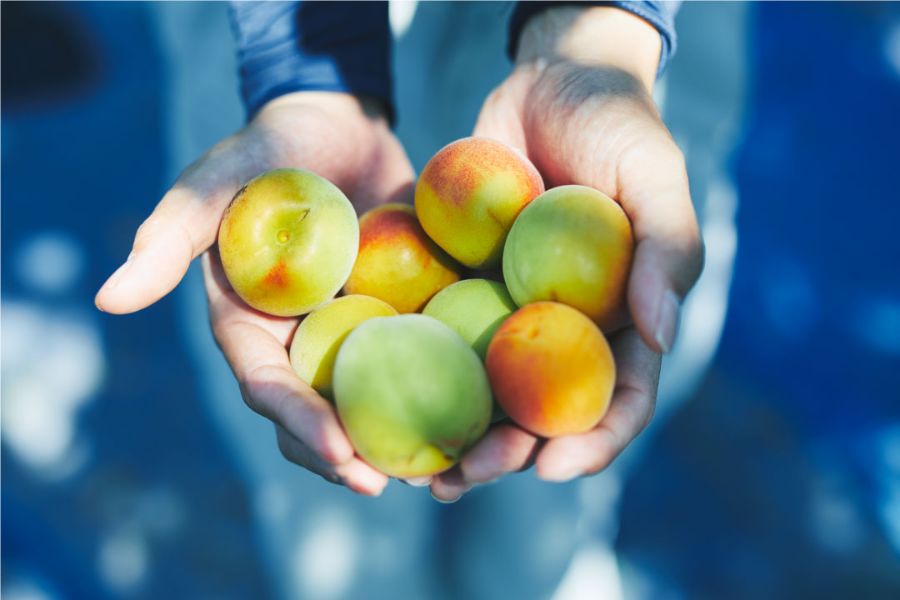 両手いっぱいの梅