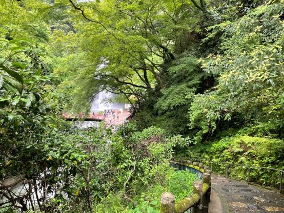 木々の間に見える箕面大滝