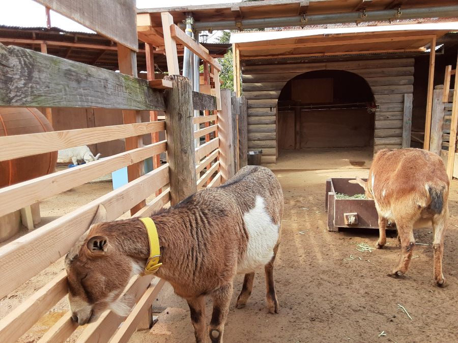 目をつぶるヤギ