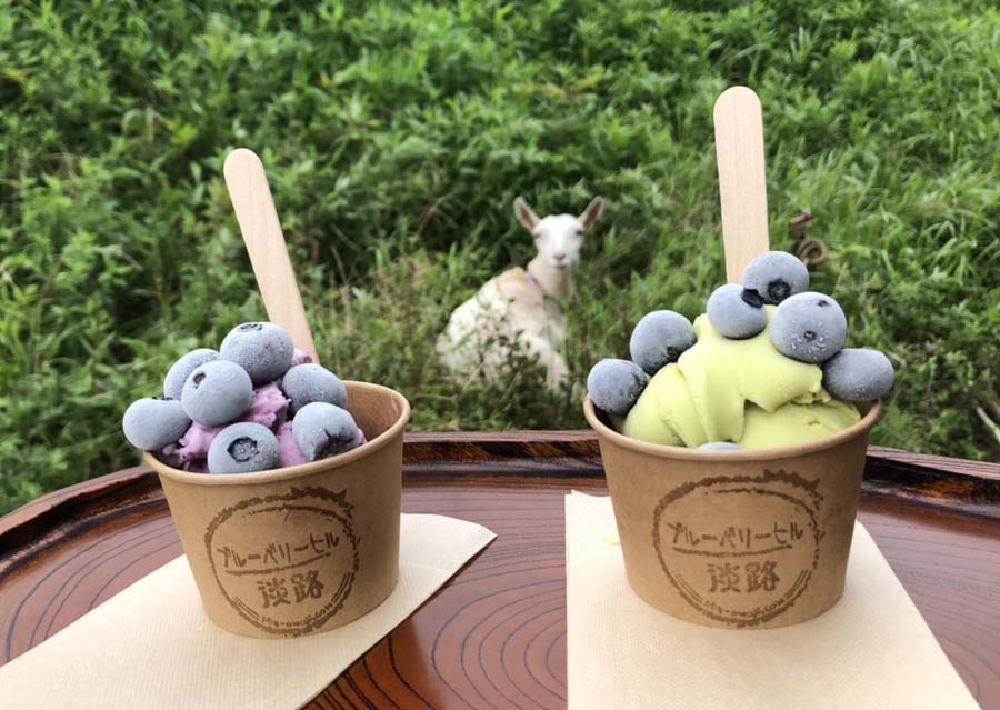 淡路島北淡の観光エリア。6/4にブルーベリー農園併設カフェ、6/12ブルーベリーヒル淡路を開園