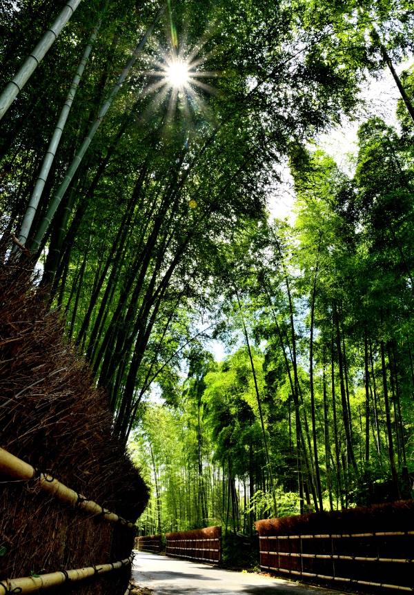 日が差し込む竹の道