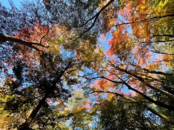 紅葉のグラデーション