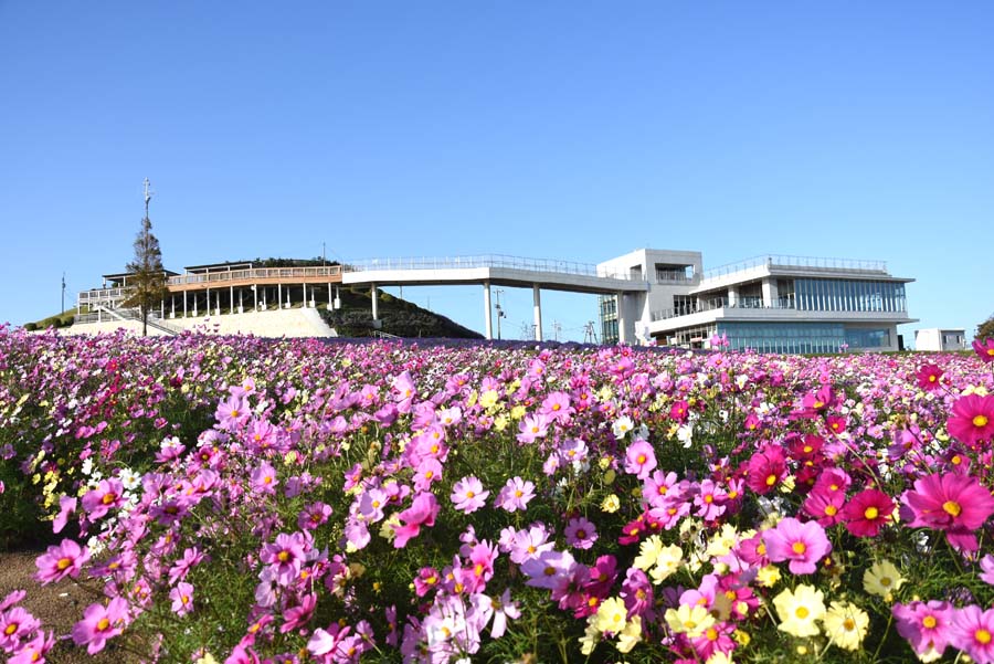 あわじさじきのコスモス畑の様子