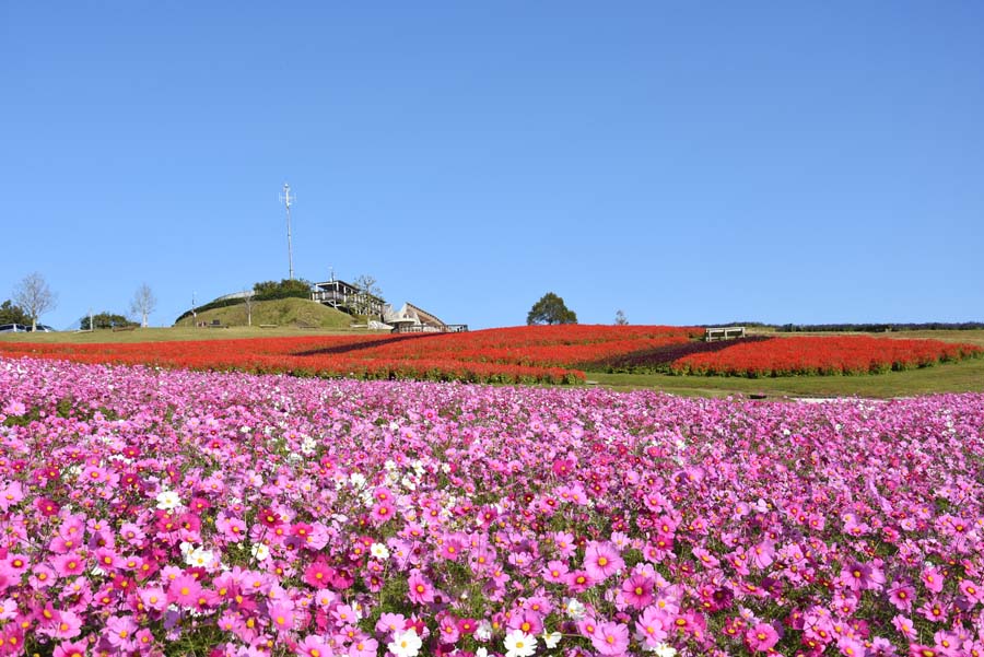 あわじさじきのコスモス畑の様子