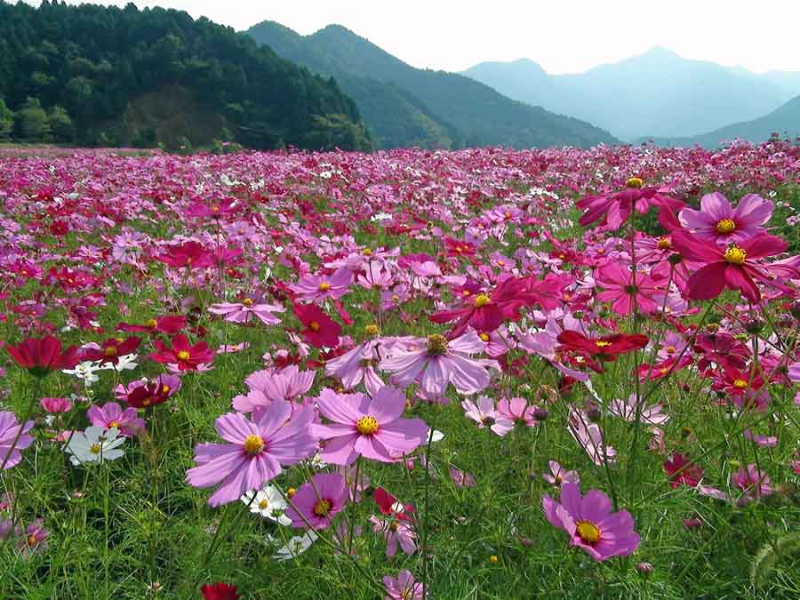 清住のコスモス畑の様子