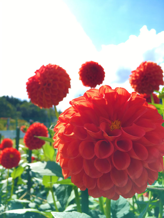 黒川ダリア園の花々