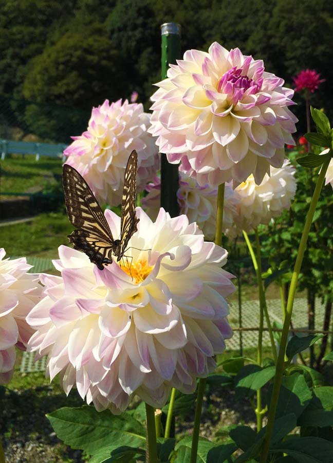 黒川ダリア園の花々