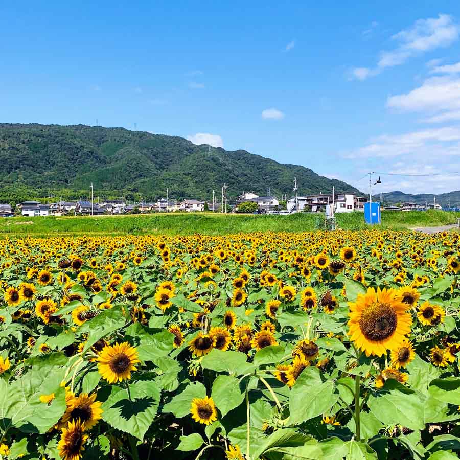 大原の今頃ひまわり畑の様子