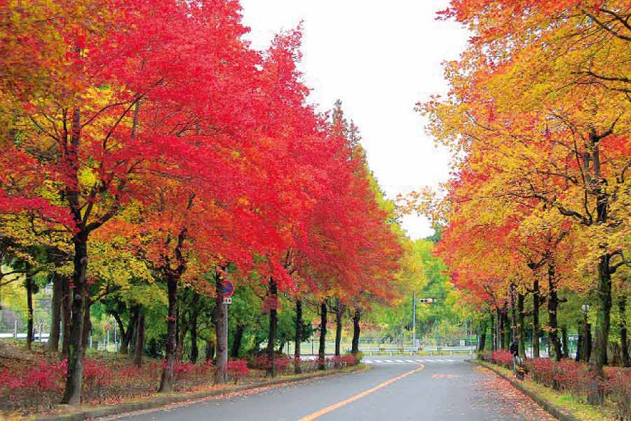 秋の風に吹かれて紅葉探し。芦原公園から三色彩道コース ハイキングイベント11月23日（火・祝）開催