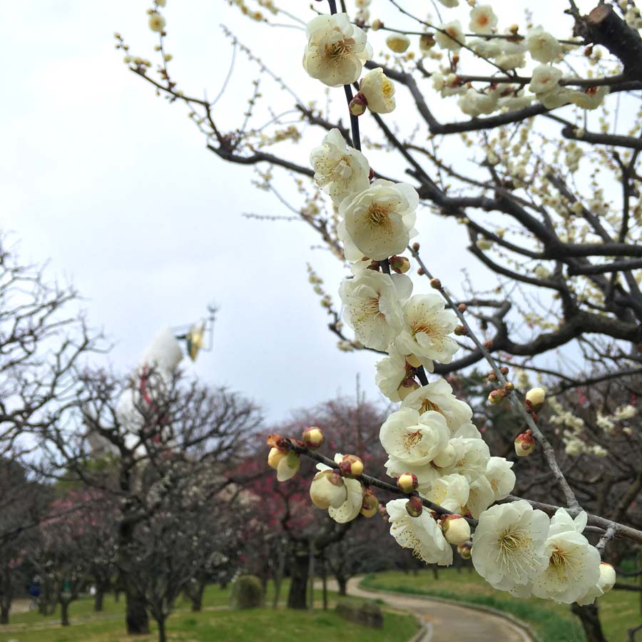 万博記念公園の梅園