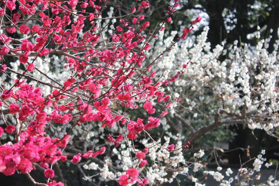 京都御所の梅園