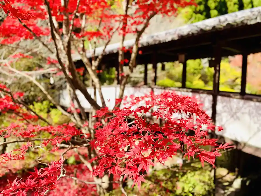 久安寺の紅葉