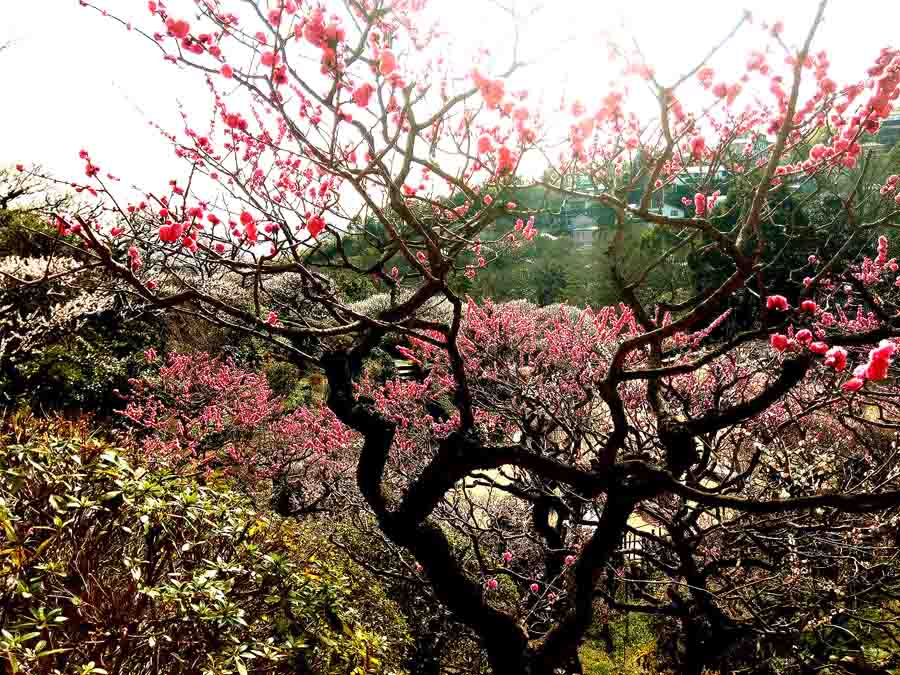 中山寺の梅園