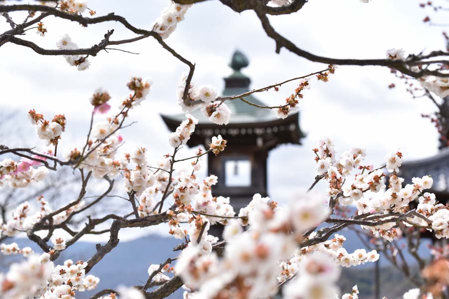 【2025年】京都・大阪・神戸の梅の名所。一足早く春を感じられる花スポット