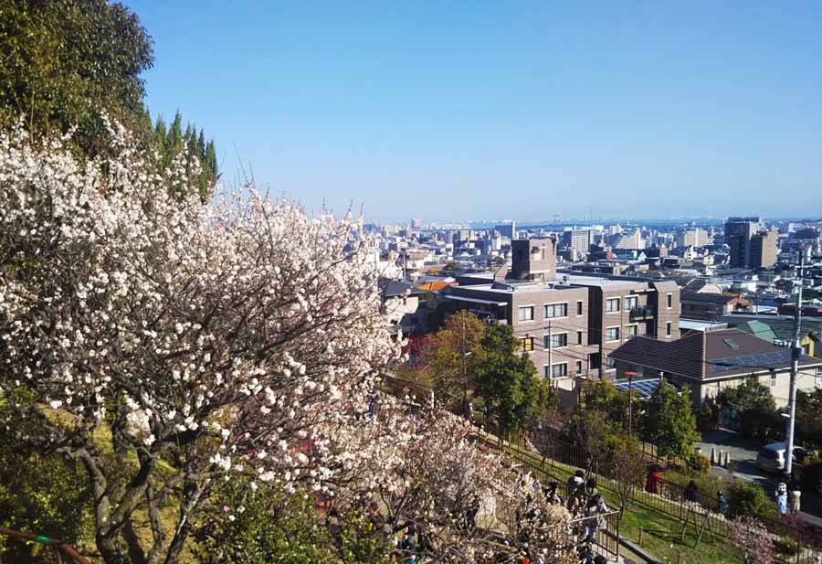 岡本の岡本梅林