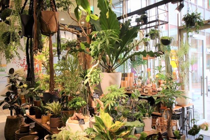 眺めてみているだけでも楽しい観葉植物たち