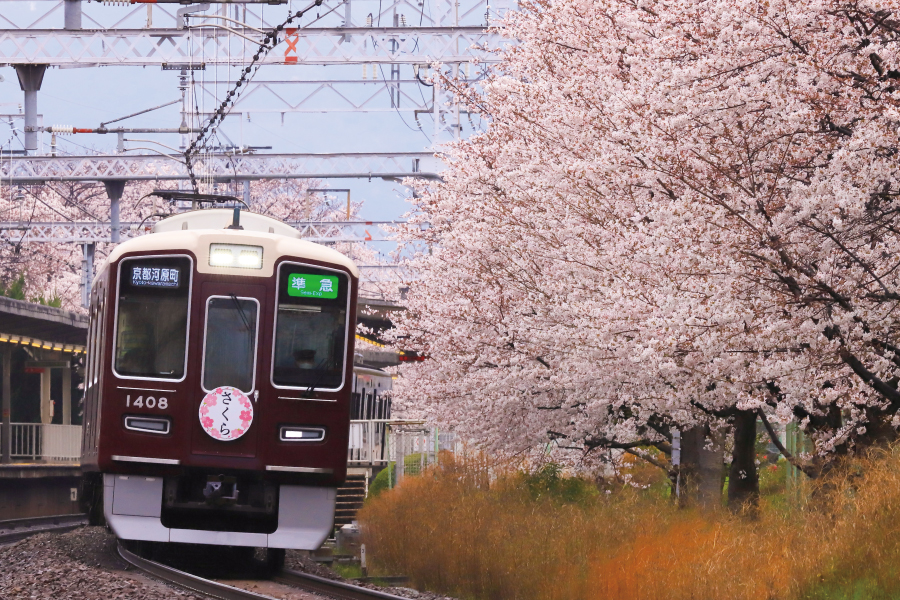西向日駅　桜さく