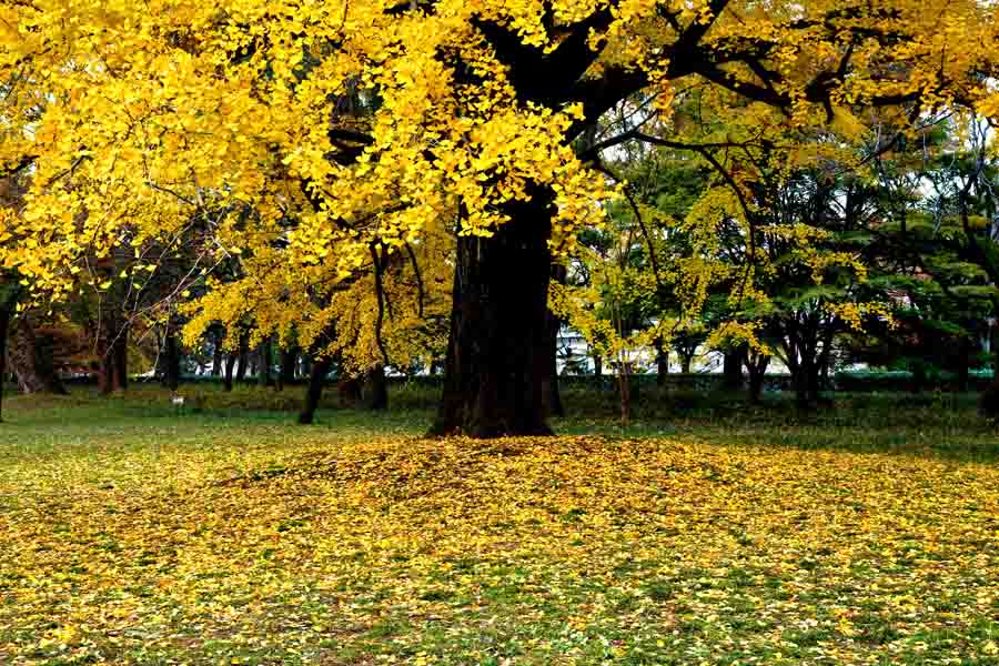 京都御苑のいちょうの紅葉