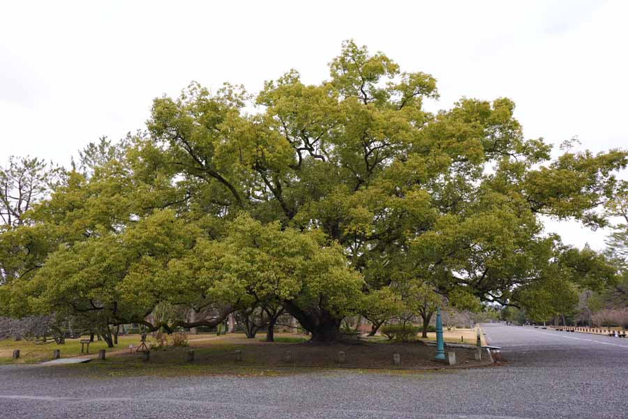 京都御苑の大木