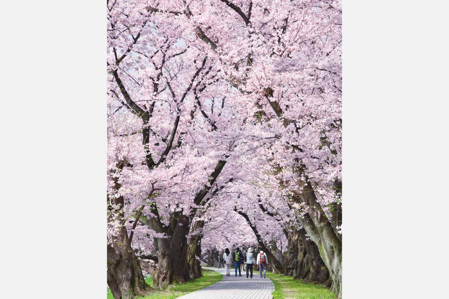 圧巻の桜風景を堪能！「背割堤さくらまつり」4月5日（火）まで開催中
