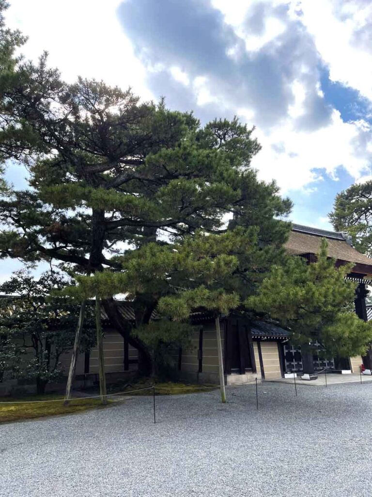京都御所 建礼門院の松