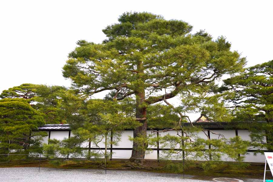 御所の美しい松並木